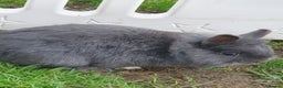 Lionhead rabbits for sale: Grey male bunny - Advert 3