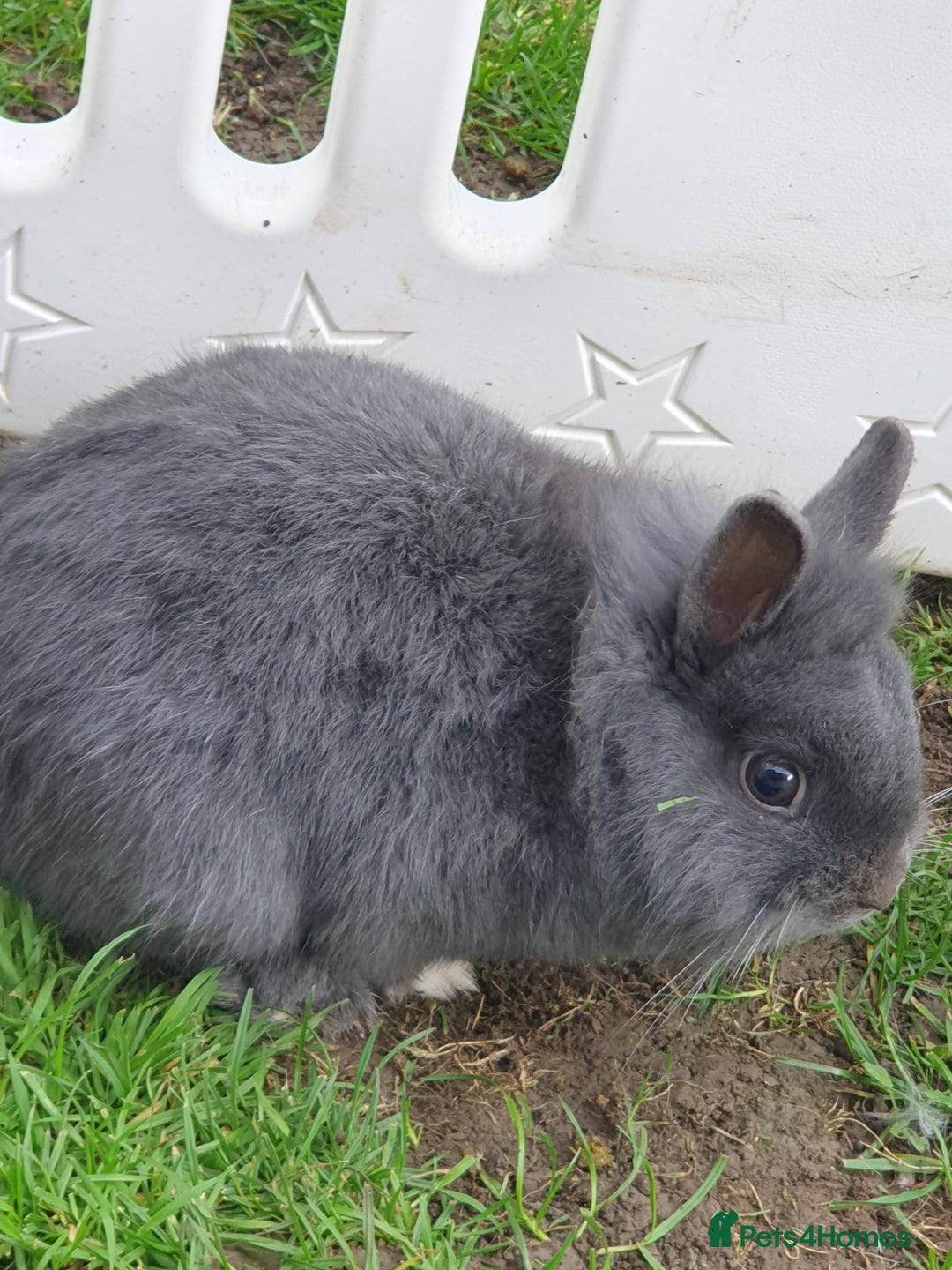 Lionhead rabbits for sale: Grey male bunny - Advert 3