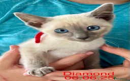 Siamese cats for sale: Blue Point Siamese  - Image 17