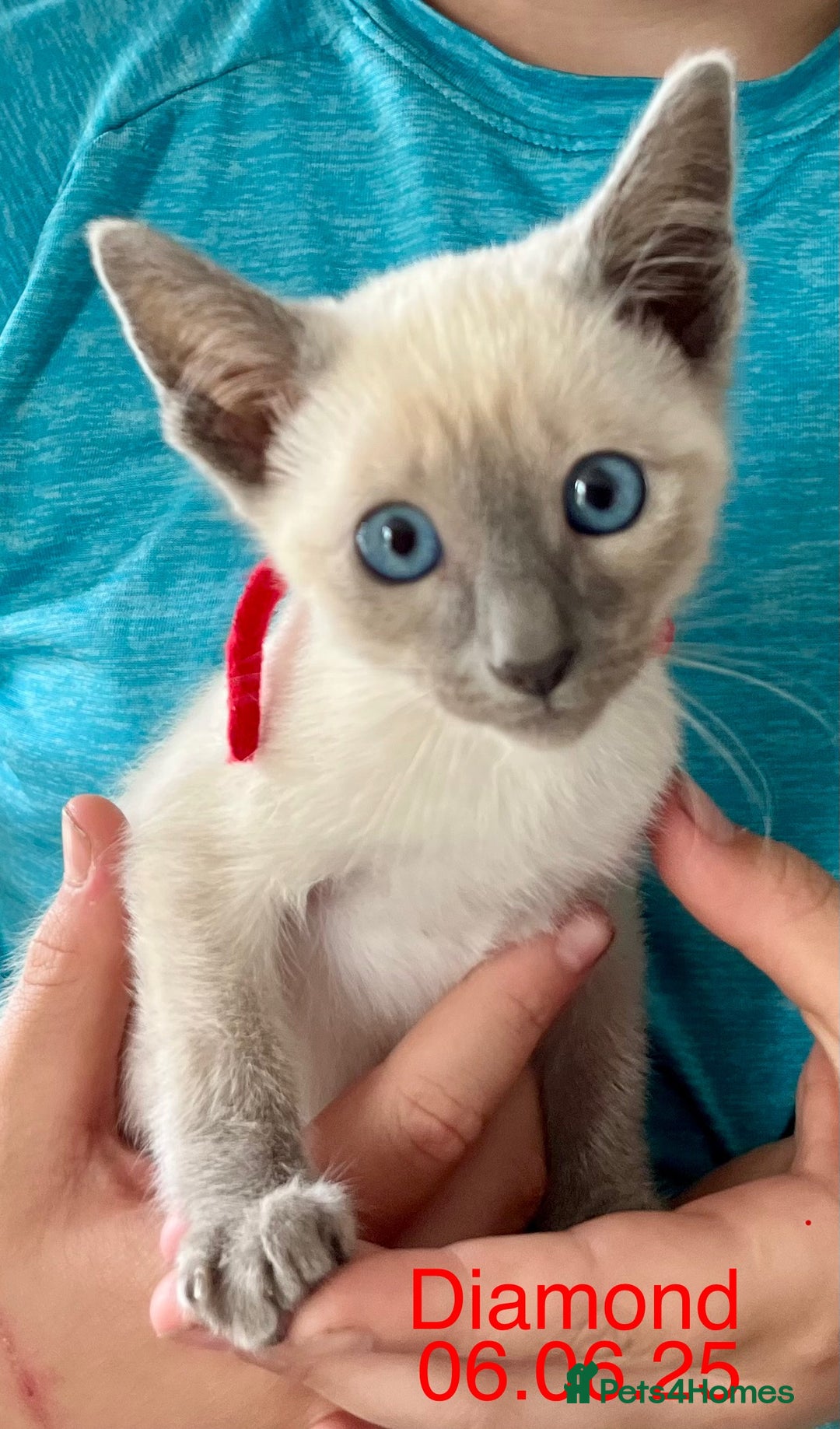 Siamese cats for sale: Blue Point Siamese  - Image 17