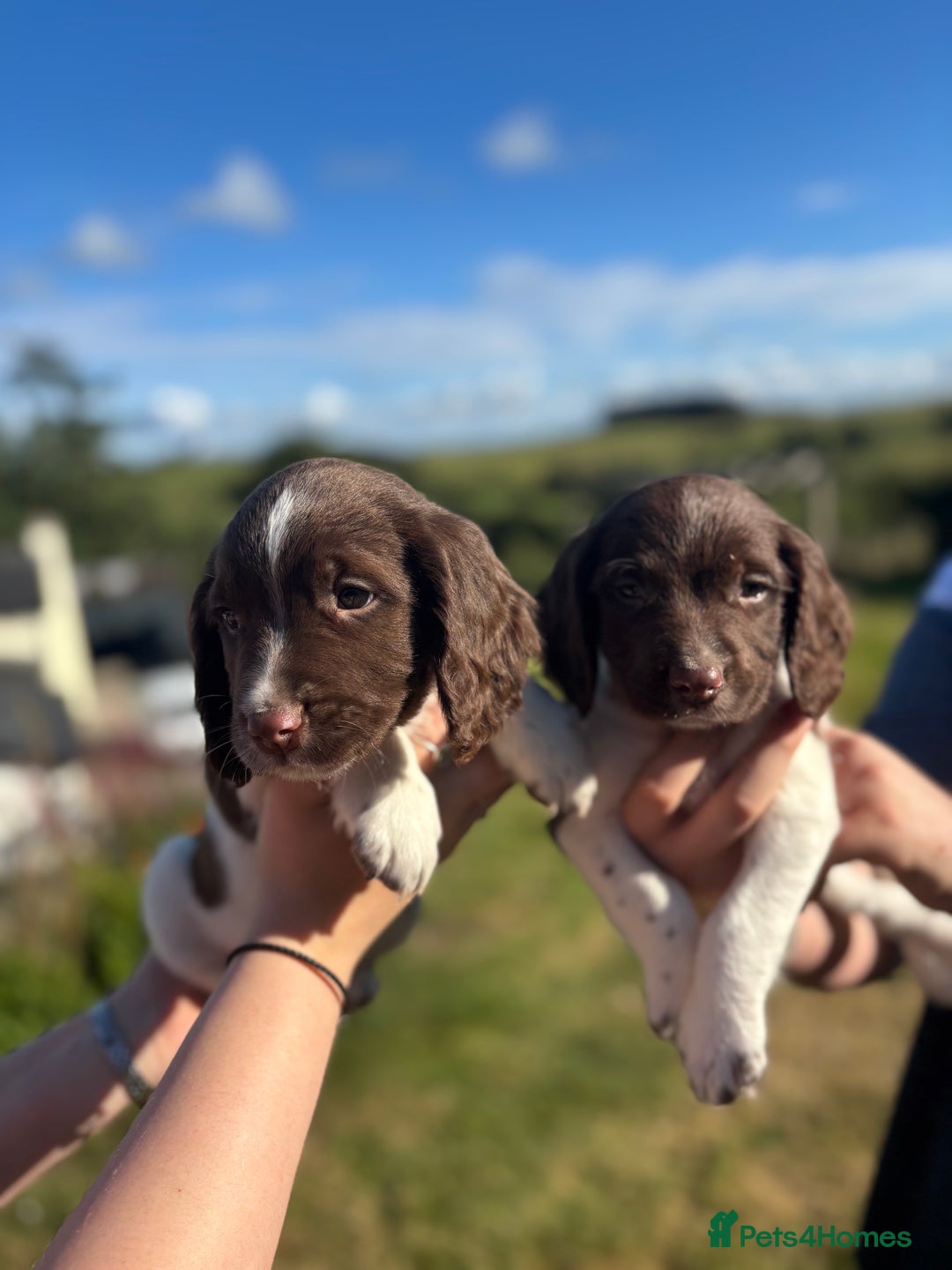 English Springer Spaniel dogs for sale: English Springer Spaniels - Image 9