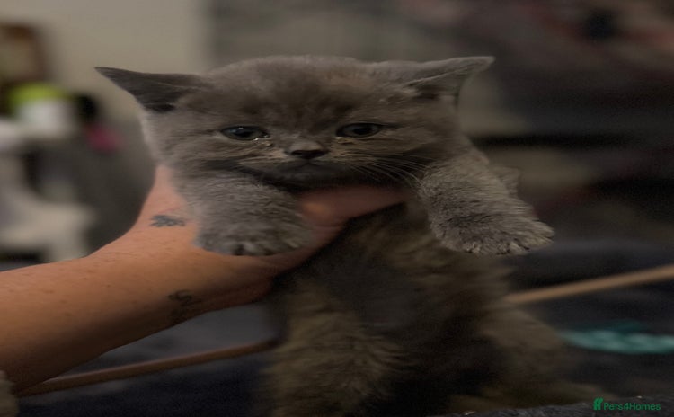 British Shorthair cats - Advert 1