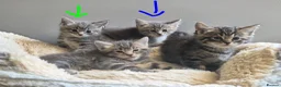 Mixed Breed cats for sale: Grey kittens - Advert 2