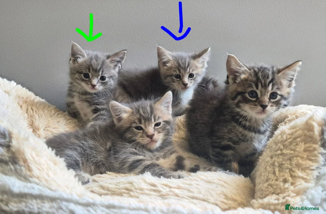 Mixed Breed cats for sale: Grey kittens - Advert 2