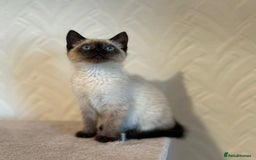 Siamese cats for sale: Beautiful Siamese Kitten - Image 2