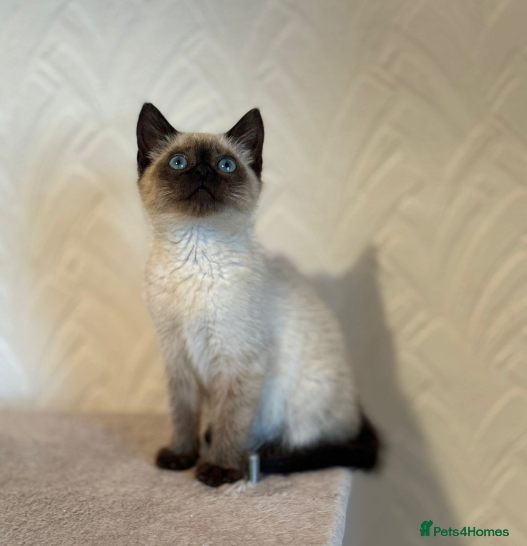 Siamese cats for sale: Beautiful Siamese Kitten - Image 2