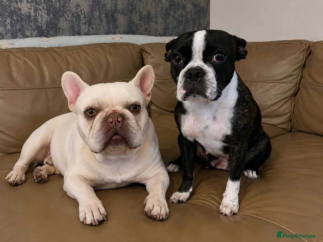 Mixed Breed dogs for sale: Frenchton puppies - Advert 6