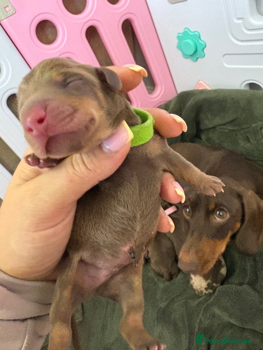 Miniature Dachshund dogs for sale: Miniature dachshund pups for sale 2 boys 1 girl  - Image 6