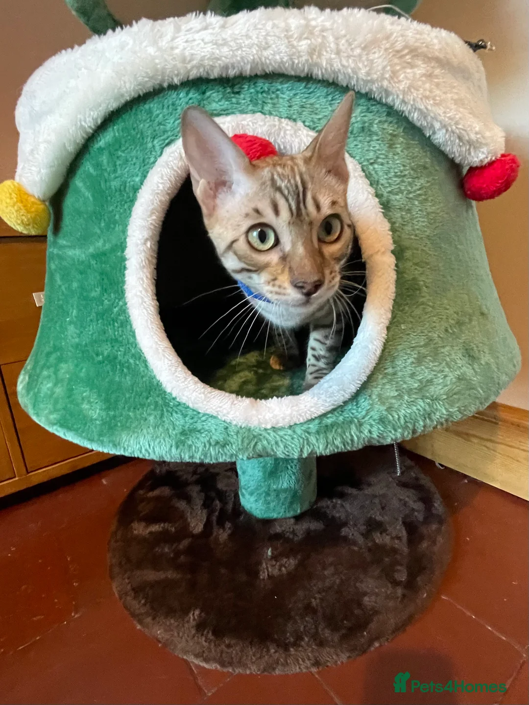 Bengal cats for sale:  Beautiful Bengals able to leave. - Advert 4