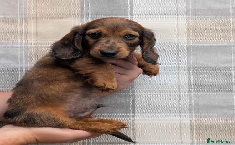 Miniature Dachshund dogs - Advert 12
