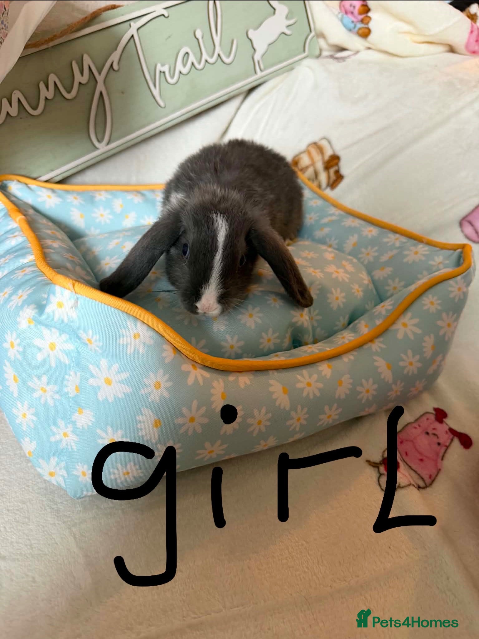 Mini Lop rabbits Minni lop - Advert 1