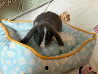 Mini Lop rabbits Minni lop - Advert 16