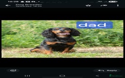 Cocker Spaniel dogs for sale: Cocker spaniel puppies  - Image 17