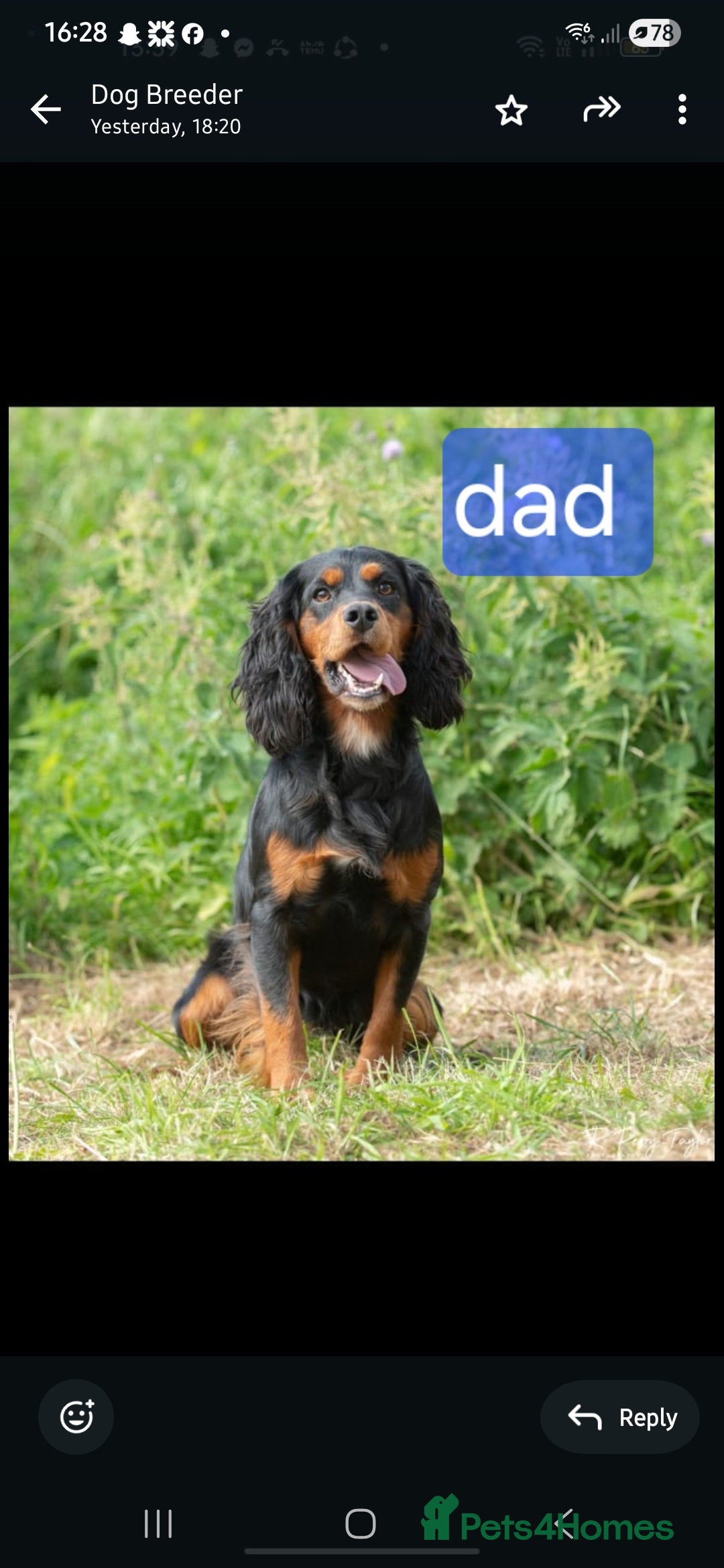 Cocker Spaniel dogs for sale: Cocker spaniel puppies  - Image 17