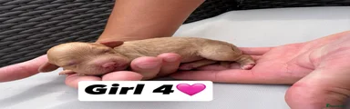Cavapoo 7