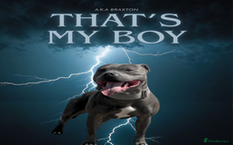 Staffordshire Bull Terrier dogs for sale: 🩵🌸Stunning Staffordshire Bull Terrier female🌸🩵 - Image 4