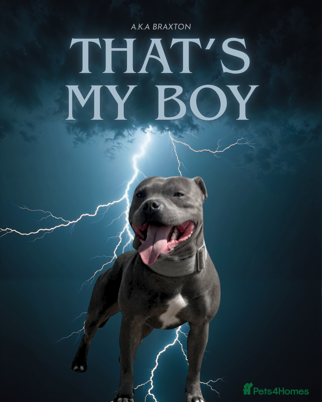 Staffordshire Bull Terrier dogs for sale: 🩵🌸Stunning Staffordshire Bull Terrier female🌸🩵 - Image 4