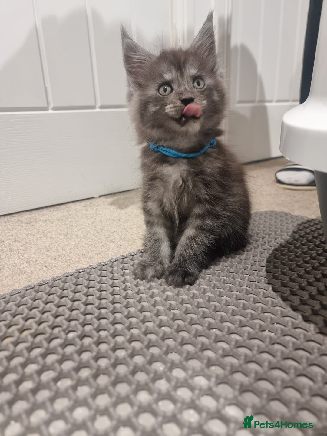 Maine Coon cats for sale: Stunning Maine Coon Kittens for sale/ Reservation  - Advert 9