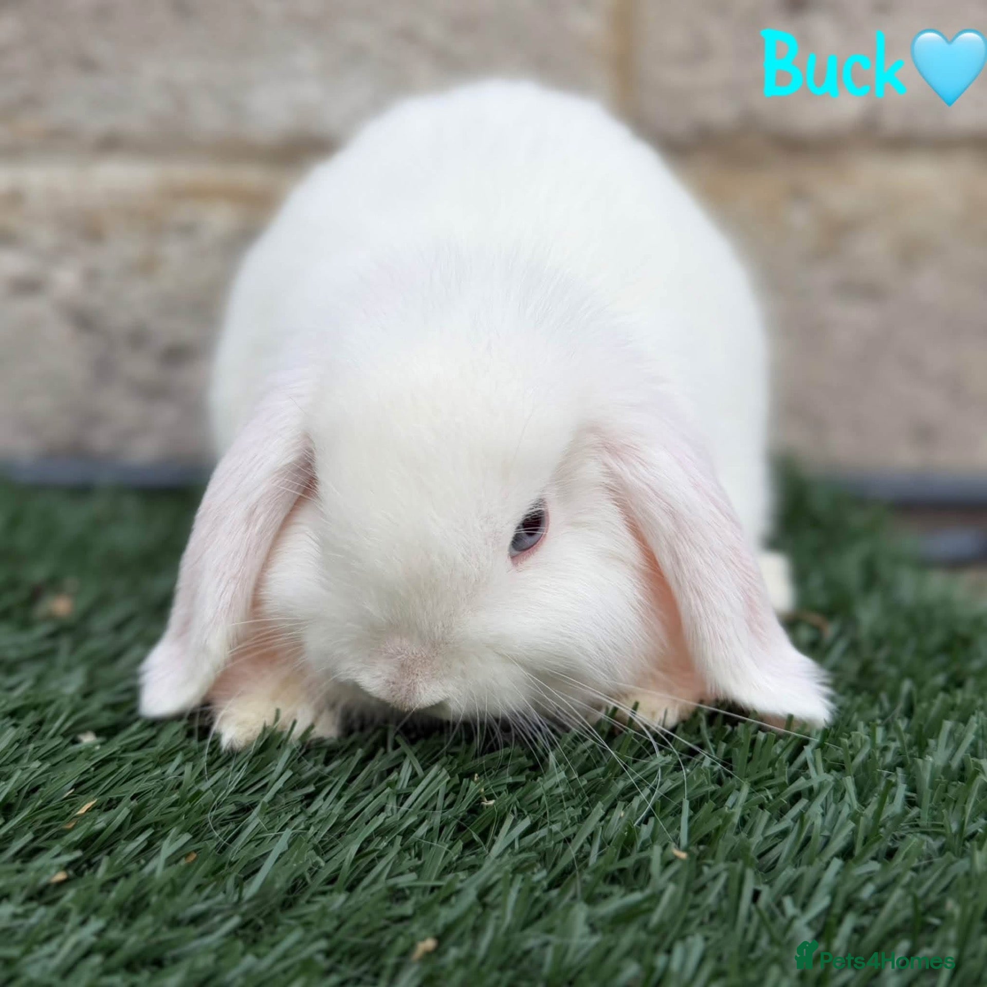 Mini Lop rabbits Pure breed mini lops bucks  - Advert 6