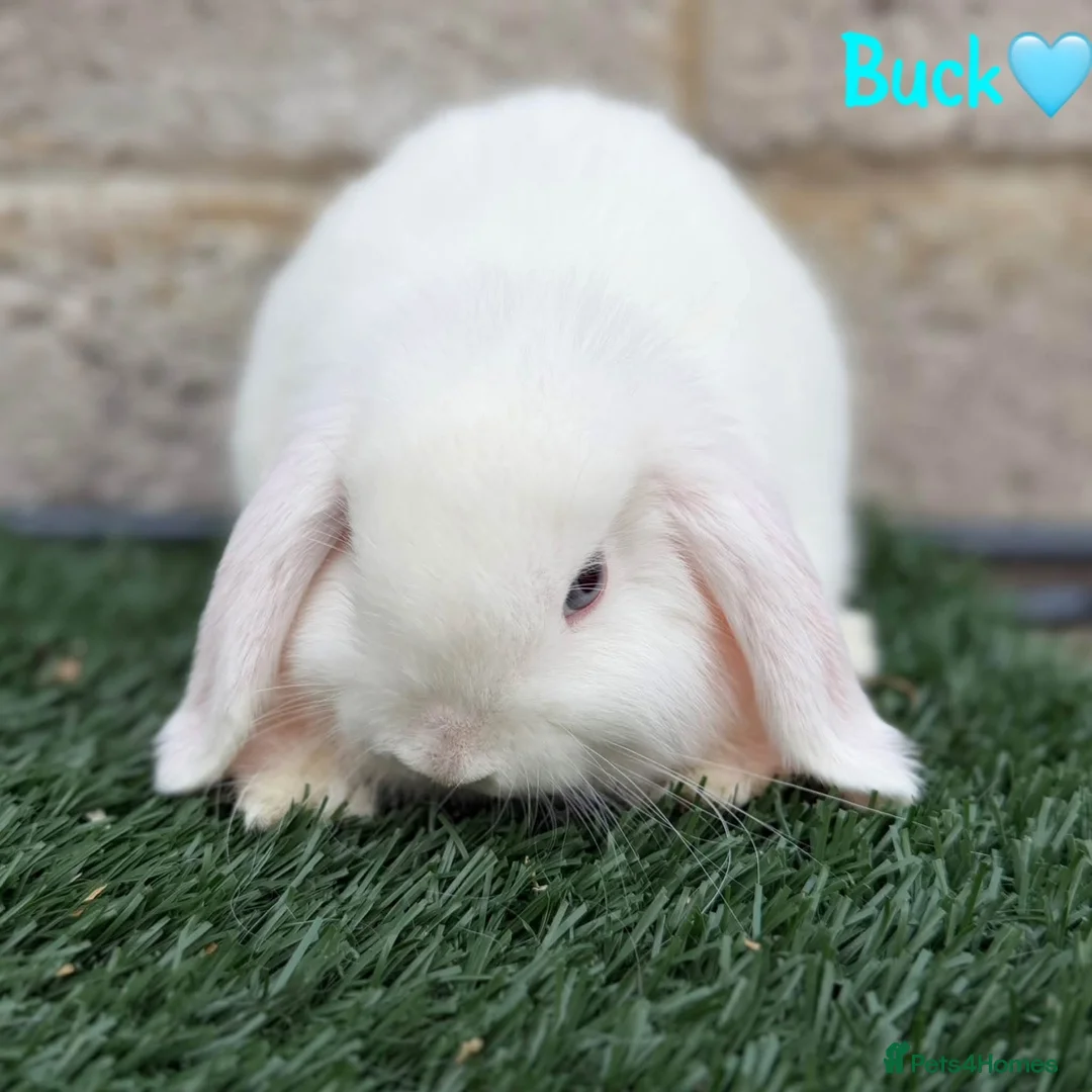 Mini Lop rabbits for sale: Pure breed mini lops bucks  - Advert 2
