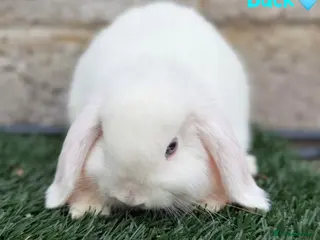 Mini Lop rabbits Pure breed mini lops bucks - Advert 6