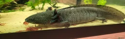 Axolotl reptiles for sale: Axolotls - 2 males and full tank set up in Kilmarnock - Advert 12