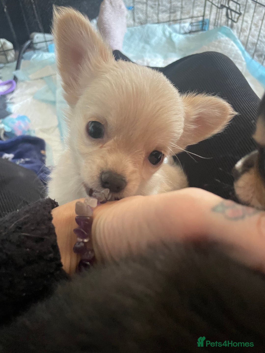 Chihuahua dogs for sale: 🐾Long haired chihuahua pups🐾2 boys💙💙1 girl💜 - Image 2