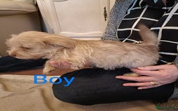 Norfolk Terrier dogs for sale: Norfolk Terrier Puppies  - Image 2