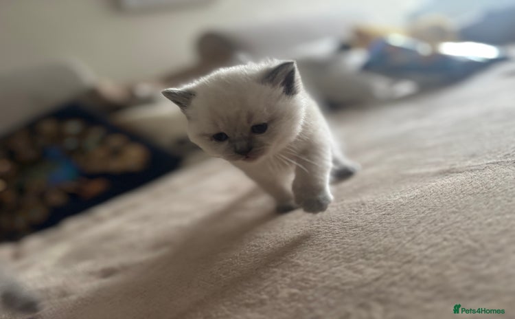 Ragdoll cats - Advert 1