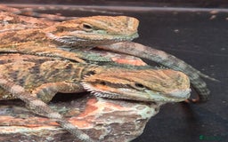 Bearded Dragon reptiles for sale: Baby Bearded dragons ready now  - Image 12