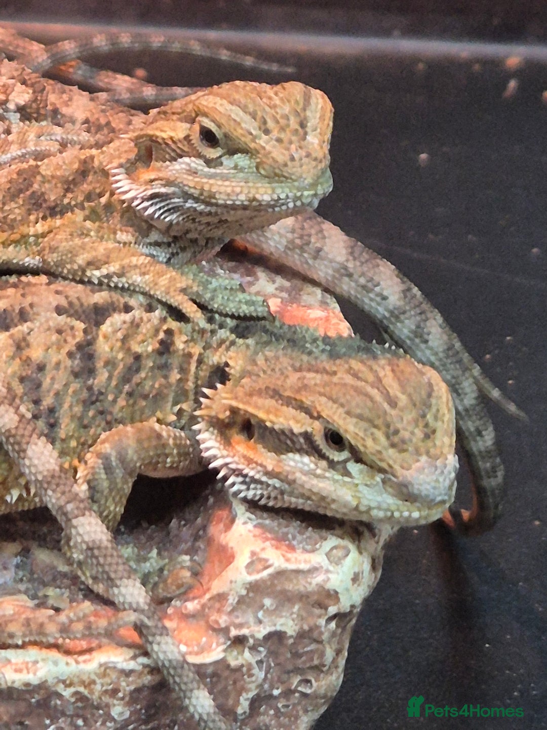Bearded Dragon reptiles for sale: Baby Bearded dragons ready now  - Image 12