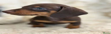 Miniature Dachshund 1