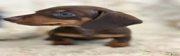 Miniature Dachshund dogs for sale: Beautiful mini smooth dachshund puppies - Advert 17