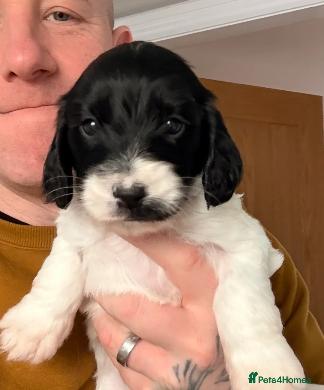 Mixed Breed dogs for sale: Cockapoo x English Springer Spaniel  in Holmfirth - Advert 24