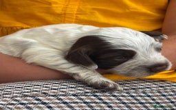 Cocker Spaniel dogs for sale: Cocker spaniel puppies  - Image 18
