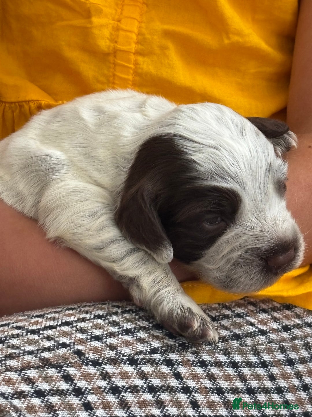 Cocker Spaniel dogs for sale: Cocker spaniel puppies  - Image 18