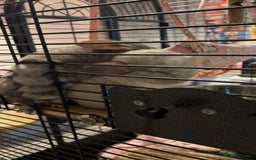 Chinchilla rodents for sale: Chinchillas for sale - Image 3