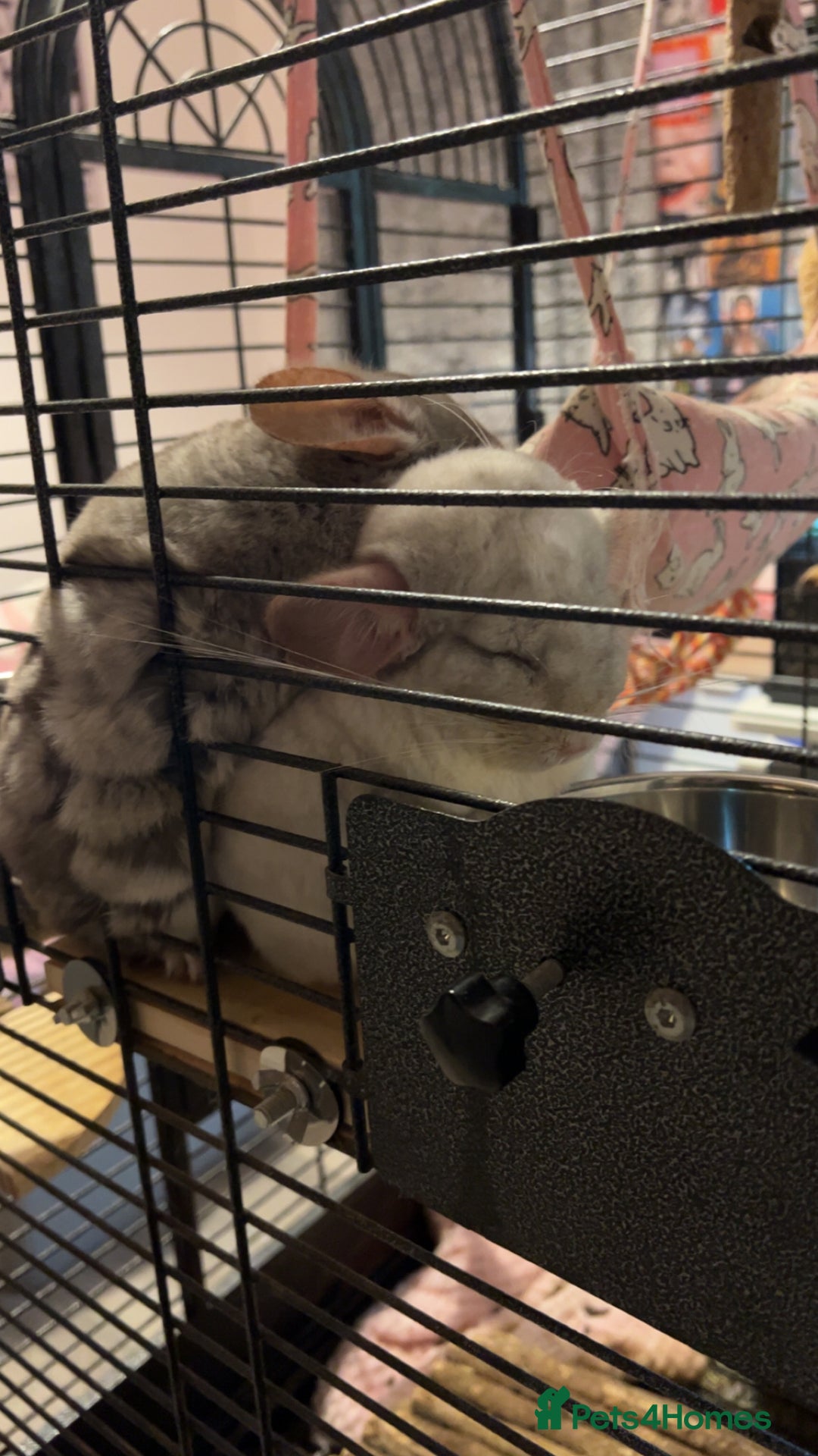 Chinchilla rodents for sale: Chinchillas for sale - Image 3