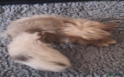 Mixed Breed dogs for sale: CHICHON MALE PUP *READY NOW  - Image 5