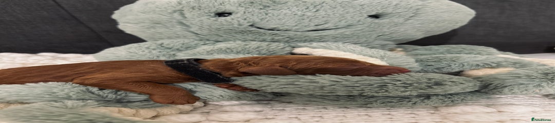 Cockapoo Puppy 3 - Black boy 