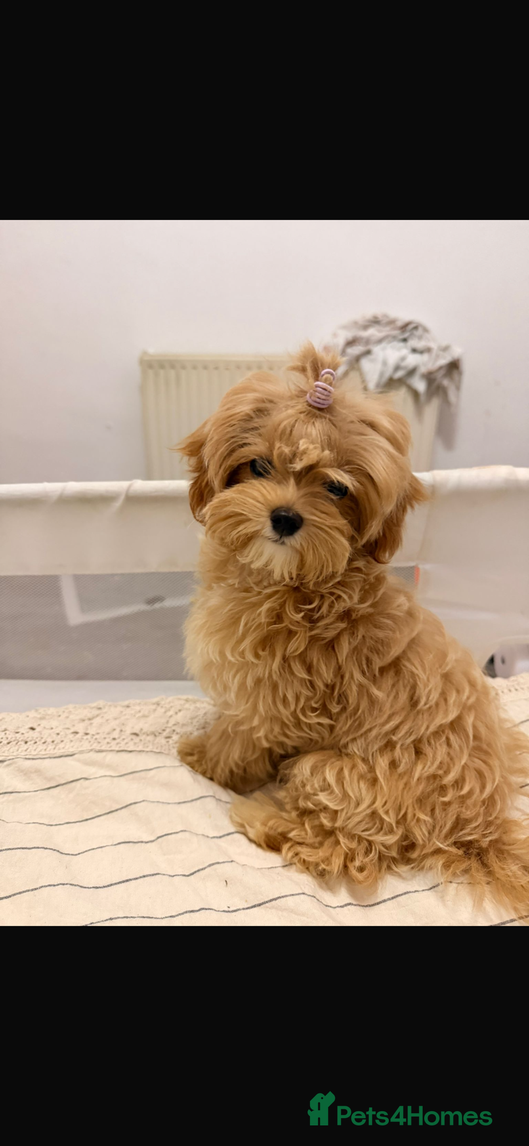Maltipoo dogs for sale: Toy Female Maltipoo - Advert 4