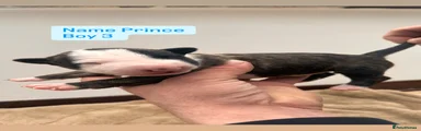 English Bull Terrier Puppy Prince