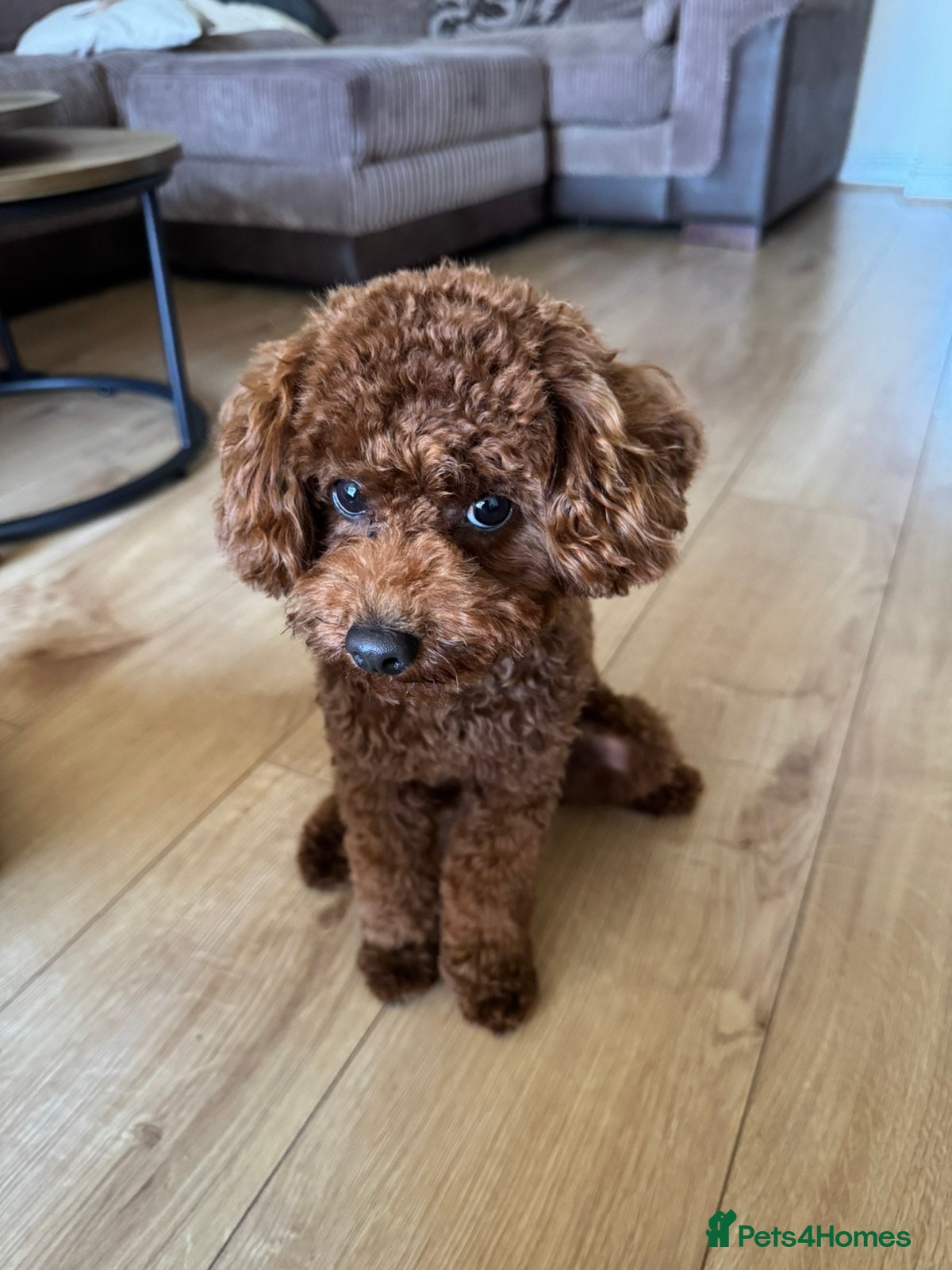 Toy Poodle dogs Dog for stud - Advert 1
