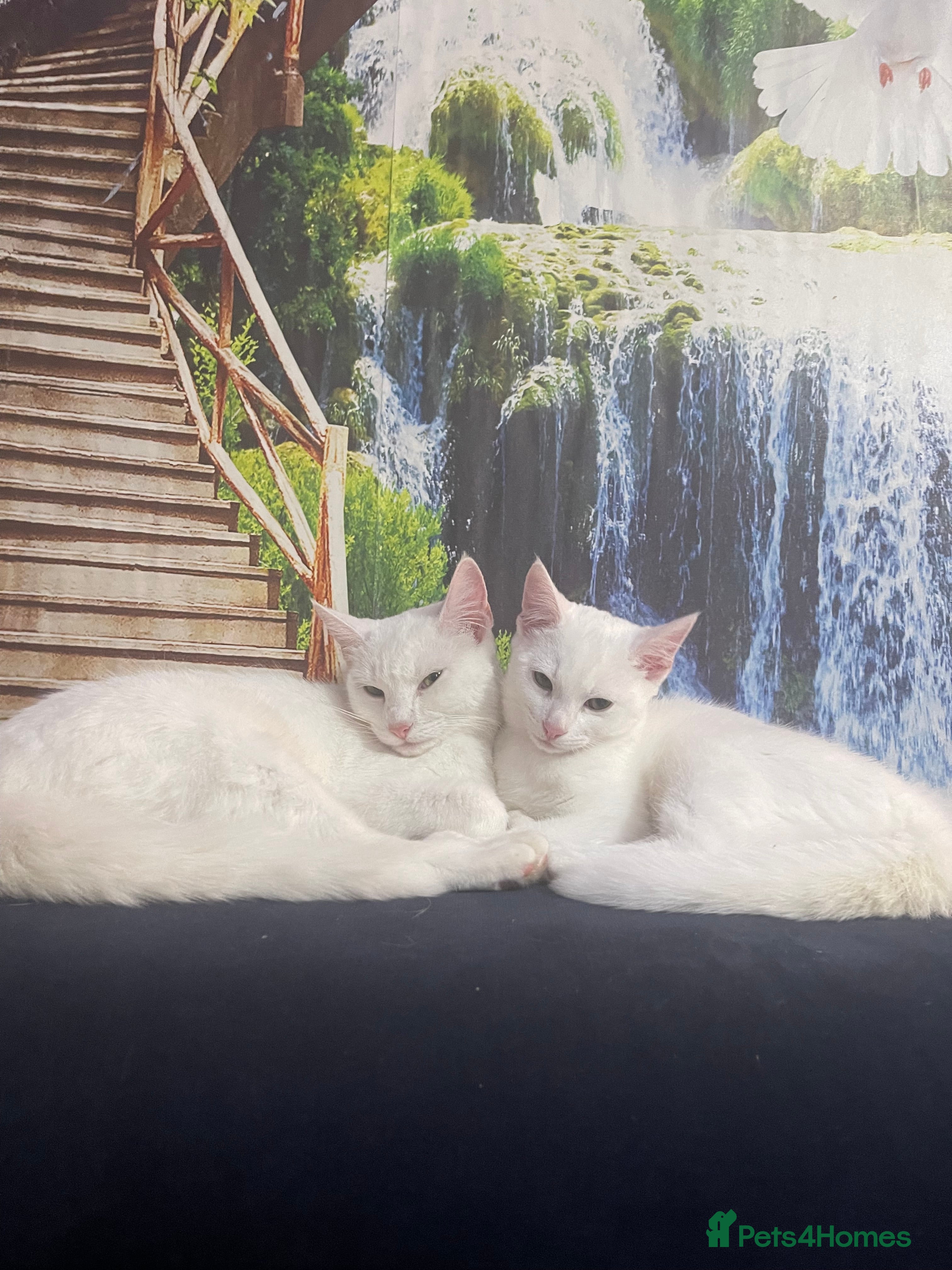 Mixed Breed cats Kittens - Advert 11