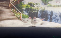 Mixed Breed cats for sale: Kittens - Advert 1