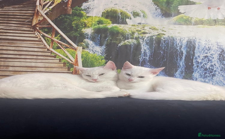 Mixed Breed cats Kittens - Advert 2