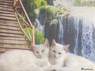 Mixed Breed cats for sale: Kittens - Advert 1