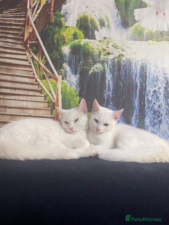 Mixed Breed cats Kittens - Advert 1