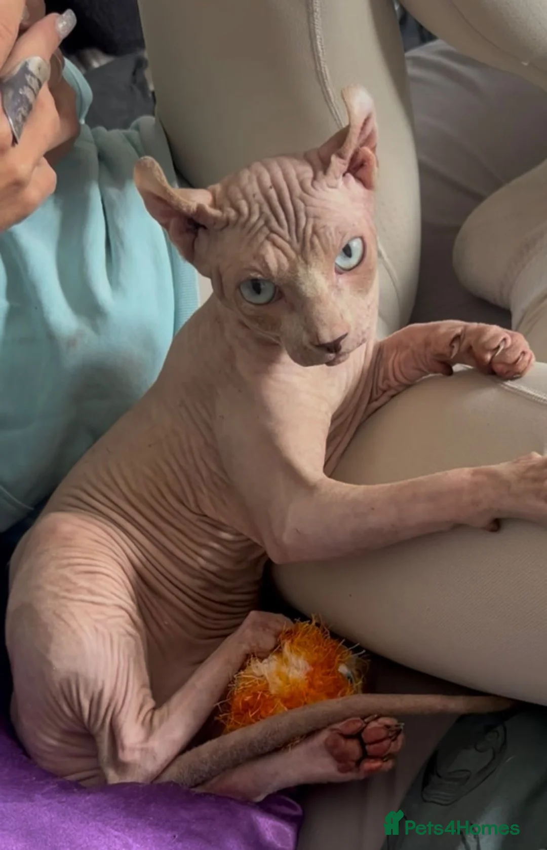 Sphynx cats for stud: Red elf stud muffin sphynx  - Advert 2