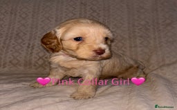 Cavapoo dogs for sale: 🐶 F1 CAVAPOO PUPPIES HEALTH TESTED PARENTS 🐶 - Advert 20